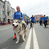 Представители Федерации ездового спорта прошлись по Светланской со своими собаками — newsvl.ru
