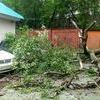 Ствол дерева прошел между гаражами, а ветки упали на стоящие во дворе автомобили — newsvl.ru