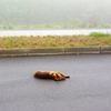 Мертвое животное обнаружили на дороге в районе Великокняжеской батареи — newsvl.ru