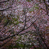 Цвести эти деревья начинают в конце апреля — начале мая — newsvl.ru