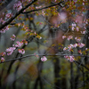 По форме кроны и характеру роста сахалинская вишня напоминает деревья черешни, но растет немного медленнее — newsvl.ru