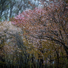Цветки у сахалинской вишни крупные, диаметром до 4 см, от бледно-розовой до яркой розово-красной окраски — newsvl.ru