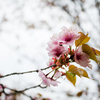 Сахалинская вишня очень похожа на сакуру, но ее цветки, в отличие от японского растения, немахровые — newsvl.ru