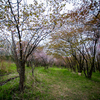 В прошлом году эти стройные деревья то и дело мелькали на снимках десятков владивостокских фотографов — newsvl.ru