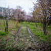 В пригороде Владивостока сахалинская вишня высажена в несколько рядов, небольшими аллеями — newsvl.ru
