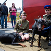 Спортивно-кинологический клуб продемонстрировал умения дуэта человека и собаки — newsvl.ru