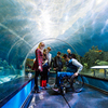 Экскурсия переместилась в подводный тоннель — newsvl.ru