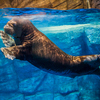 Сейчас морж плавает в бассейне, забывая о еде — newsvl.ru