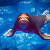 Семисоткилограммовый морж Миша стал первым новоселом из живущих в океанариуме ластоногих — newsvl.ru