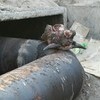 Неизвестные оставили освежеванную голову животного в гаражах на трубе горячего водоснабжения — newsvl.ru