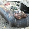 Сейчас отрезанная голова все так же лежит на трубе горячего водоснабжения на территории гаражей — newsvl.ru