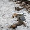 На железнодорожных путях напротив 33-го причала образовалось несанкционированное кладбище домашних животных — newsvl.ru