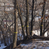Деревья в парке Мингородка помечены для составления подеревной перепеси — newsvl.ru