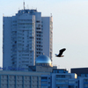 Увидеть хищных птиц можно и в городской черте — newsvl.ru