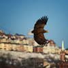 Рассмотреть орланов можно даже с большой высоты — newsvl.ru
