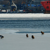 Орланы держатся уверенно даже на тонком льду — newsvl.ru