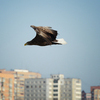 Встретить орланов можно даже в городской черте, например недалеко от бухты Золотой Рог — newsvl.ru