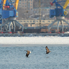 Во Владивосток орланы прилетают ради незамерзающей акватории — newsvl.ru