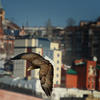 В Приморье орланы прилетают к мягким зимам и незамерзающим акваториям — newsvl.ru