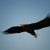 Орланы хорошо заметны с земли даже на значительной высоте — newsvl.ru