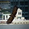 Размах крыльев орланов 2-2,5 метра — newsvl.ru