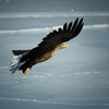 В Приморье орланы прилетают к мягким зимам и незамерзающим акваториям — newsvl.ru