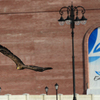 В объектив фотографа VL.ru орланы попали в районе набережной Цесаревича — newsvl.ru