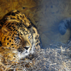 Леопард устал с дороги и, обследовав убежище, лег отдохнуть в своем логове  — newsvl.ru