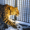 Движения леопарда - грациозные, исполненные достоинства и благородства — newsvl.ru