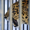 В поведении леопарда, несмотря на демонстрацию клыков, не чувствовалось агрессии  — newsvl.ru