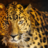 Дальневосточный леопард - самая редкая кошка планеты  — newsvl.ru