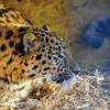 Леопард сразу признал в коробе с соломой подходящее для себя логово  — newsvl.ru