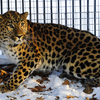 В новом месте леопард вел себя настороженно и спокойно  — newsvl.ru