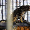 Леопард исследует свое логово изнутри и снаружи  — newsvl.ru