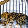 Леопард спокойно реагирует на присутствие людей — newsvl.ru