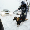 А говорят, что в такую погоду собаку гулять не выпустят... — newsvl.ru