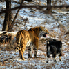 Дружба сильнее инстинктов - козел и тигр дружат две недели — newsvl.ru