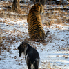 Животные часами гуляют вместе по территории парка — newsvl.ru