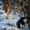 Тигр Амур и козел Тимур в приморском сафари-парке дружат две недели — newsvl.ru