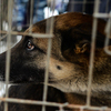 Собаки тоже отправляются в командировку на Северный Кавказ — newsvl.ru