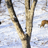 Теперь работники парка кормят и козла, и следят за поведением тигра — newsvl.ru
