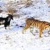      ,      — newsvl.ru