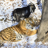 Соседство с козлом неудобств у тигра не вызывает — newsvl.ru