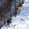    ,   -  — newsvl.ru