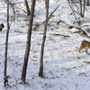 Тигр перестал охотиться на козла, получив отпор — newsvl.ru