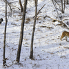     ,   — newsvl.ru