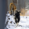 Вместе с козлом тигр обследует свои владения — newsvl.ru