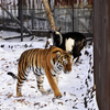 Тигр, наверное, устал от одиночества — newsvl.ru