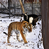 , ,    — newsvl.ru