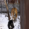      ,   — newsvl.ru